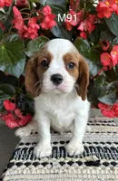 Cooper, a male Cavalier King Charles Spaniel for sale in West Point, IA – 8 of 10