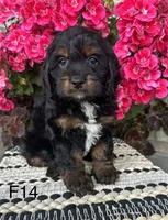 Sophie, a female Cockapoo for sale in West Point, IA – 2 of 9