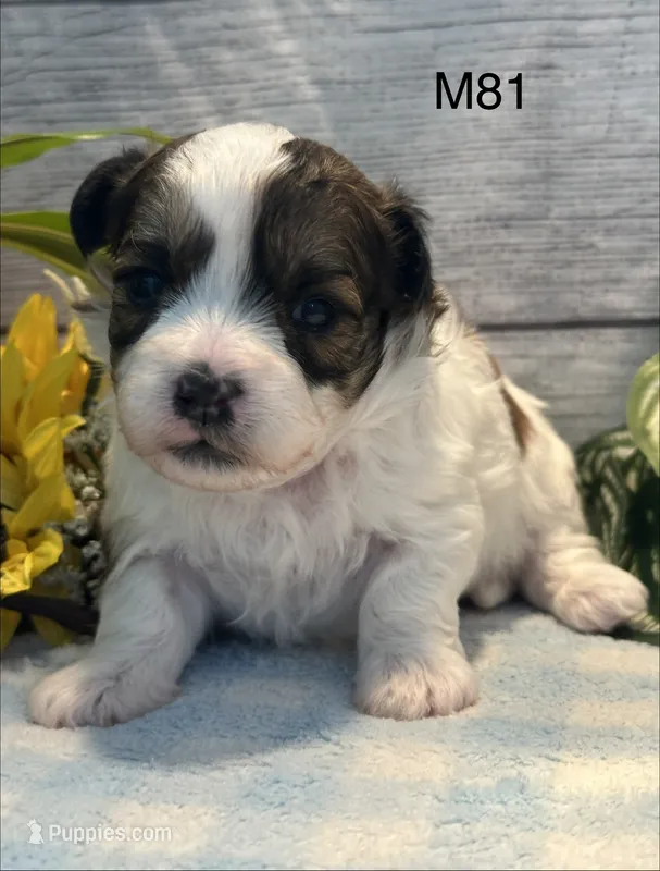 Coco – Bichon Frise, Shih Tzu puppy for sale in West Point, IA