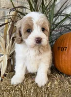 Gracie , a female Cockapoo for sale in West Point, IA – 10 of 10