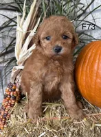 Sophie, a female Poodle - Miniature  for sale in West Point, IA – 4 of 10