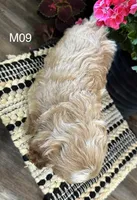 Bentley , a male Cockapoo for sale in West Point, IA – 7 of 10
