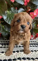 Penny, a female Cavapoo for sale in West Point, IA – 2 of 10