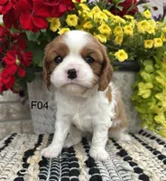 Luna, a female Cavalier King Charles Spaniel for sale in West Point, IA – 5 of 9
