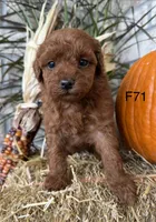 Lainey, a female Poodle - Miniature  for sale in West Point, IA – 9 of 10