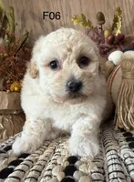 Mary, a female Maltipoo for sale in West Point, IA – 8 of 10