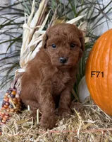 Lainey, a female Poodle - Miniature  for sale in West Point, IA – 4 of 10