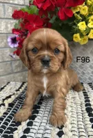 Ruby, a female Cavalier King Charles Spaniel for sale in West Point, IA – 5 of 9