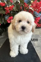 Nick, a male Maltipoo for sale in West Point, IA – 6 of 10
