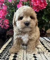 Toby, a male Maltipoo for sale in West Point, IA – 6 of 10