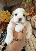 Hunter, a male Cockapoo for sale in West Point, IA – 9 of 9