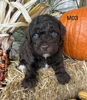 Milo, a male Poodle - Miniature  for sale in West Point, IA – 1 of 10