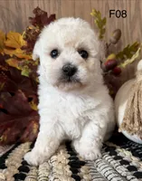 Lilly, a female Maltipoo for sale in West Point, IA – 7 of 10