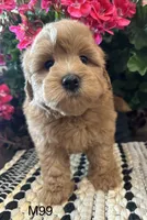 Jack, a male Maltipoo for sale in West Point, IA – 6 of 10