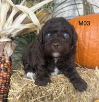 Milo, a male Poodle - Miniature  for sale in West Point, IA – 2 of 10