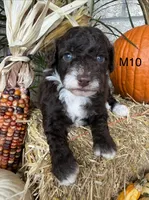 Otis, a male Poodle - Miniature  for sale in West Point, IA – 8 of 10
