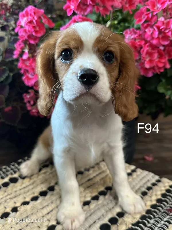 Daisy  – Cavalier King Charles Spaniel puppy for sale in West Point, IA