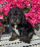 Sophie, a female Cockapoo for sale in West Point, IA – 7 of 9