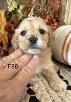 Maple, a female Cockapoo for sale in West Point, IA – 4 of 9
