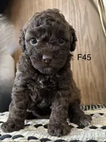 Millie, a female Poodle - Miniature  for sale in West Point, IA – Photo 3 of 8