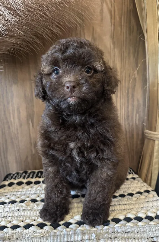 Millie – Poodle - Miniature  puppy for sale in West Point, IA