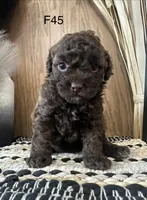 Millie, a female Poodle - Miniature  for sale in West Point, IA – Photo 6 of 8