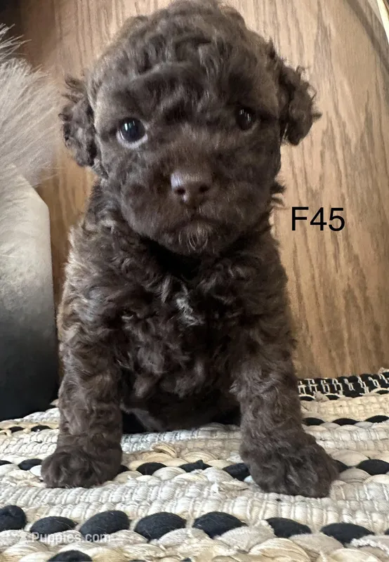 Millie – Poodle - Miniature  puppy for sale in West Point, IA