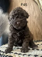 Millie, a female Poodle - Miniature  for sale in West Point, IA – Photo 8 of 8