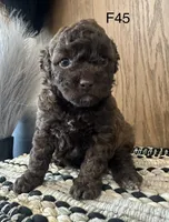 Millie, a female Poodle - Miniature  for sale in West Point, IA – Photo 7 of 8
