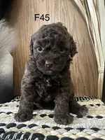 Millie, a female Poodle - Miniature  for sale in West Point, IA – Photo 4 of 8