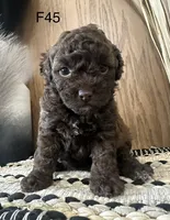 Millie, a female Poodle - Miniature  for sale in West Point, IA – Photo 2 of 8