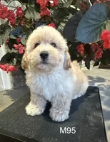 Ben, a male Maltipoo for sale in West Point, IA – 4 of 10