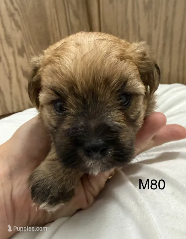 Rocky – Yorkipoo puppy for sale in West Point, IA