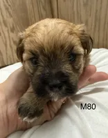 Rocky, a male Yorkipoo for sale in West Point, IA – 1 of 10