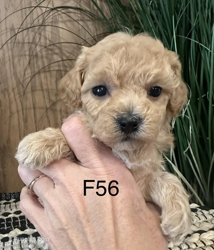 Lucy – Maltipoo puppy for sale in West Point, IA