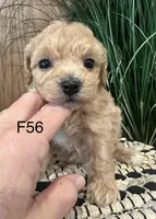 Lucy, a female Maltipoo for sale in West Point, IA – Photo 2 of 10