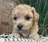 Lucy, a female Maltipoo for sale in West Point, IA – Photo 3 of 10