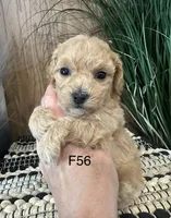 Lucy, a female Maltipoo for sale in West Point, IA – Photo 8 of 10