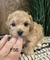 Lucy, a female Maltipoo for sale in West Point, IA – Photo 5 of 10
