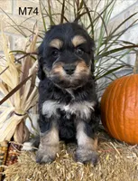 Duke, a male Cockapoo for sale in West Point, IA – 8 of 10