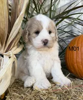 Finn, a male Cockapoo for sale in West Point, IA – 2 of 10