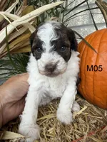 Zeus, a male Poodle - Miniature  for sale in West Point, IA – 4 of 10