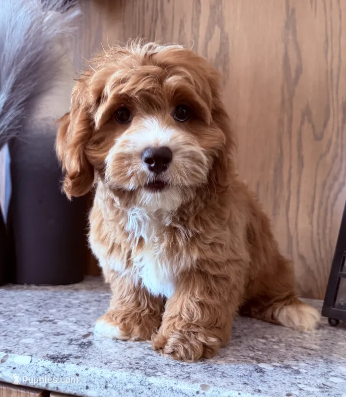 Cooper  – Cockapoo puppy for sale in West Point, IA