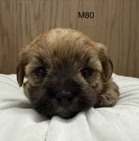 Rocky, a male Yorkipoo for sale in West Point, IA – 5 of 10