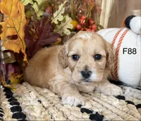 Maple, a female Cockapoo for sale in West Point, IA – 7 of 9