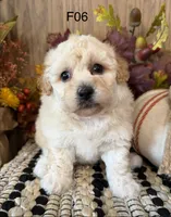 Mary, a female Maltipoo for sale in West Point, IA – 10 of 10