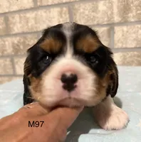 Bruno, a male Cavalier King Charles Spaniel for sale in West Point, IA – 6 of 10