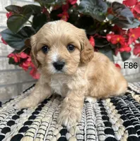Bella, a female Cavachon for sale in West Point, IA – 7 of 10
