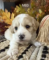 Oakley, a male Cockapoo for sale in West Point, IA – 4 of 8
