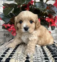 Bella, a female Cavachon for sale in West Point, IA – 8 of 10